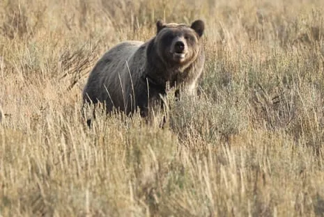 Hiker Assaulted by Bear in Wilderness Area Transported to Trauma Center