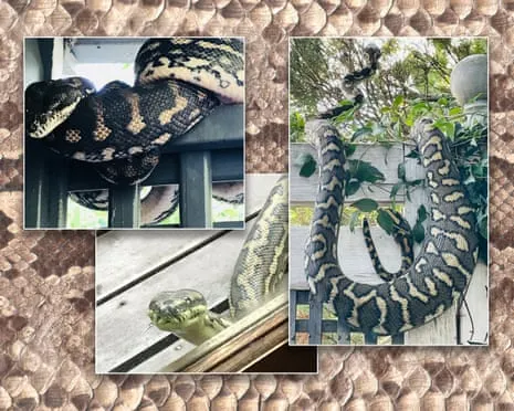 Embracing the Snakes in My Ceiling: A Transformation from Anxiety to Fascination